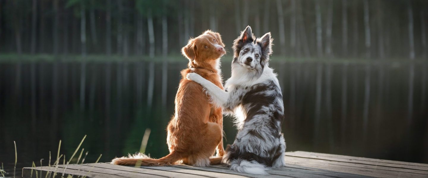 Dog Nova Scotia duck tolling Retriever and the border collie sitting on the river Bank